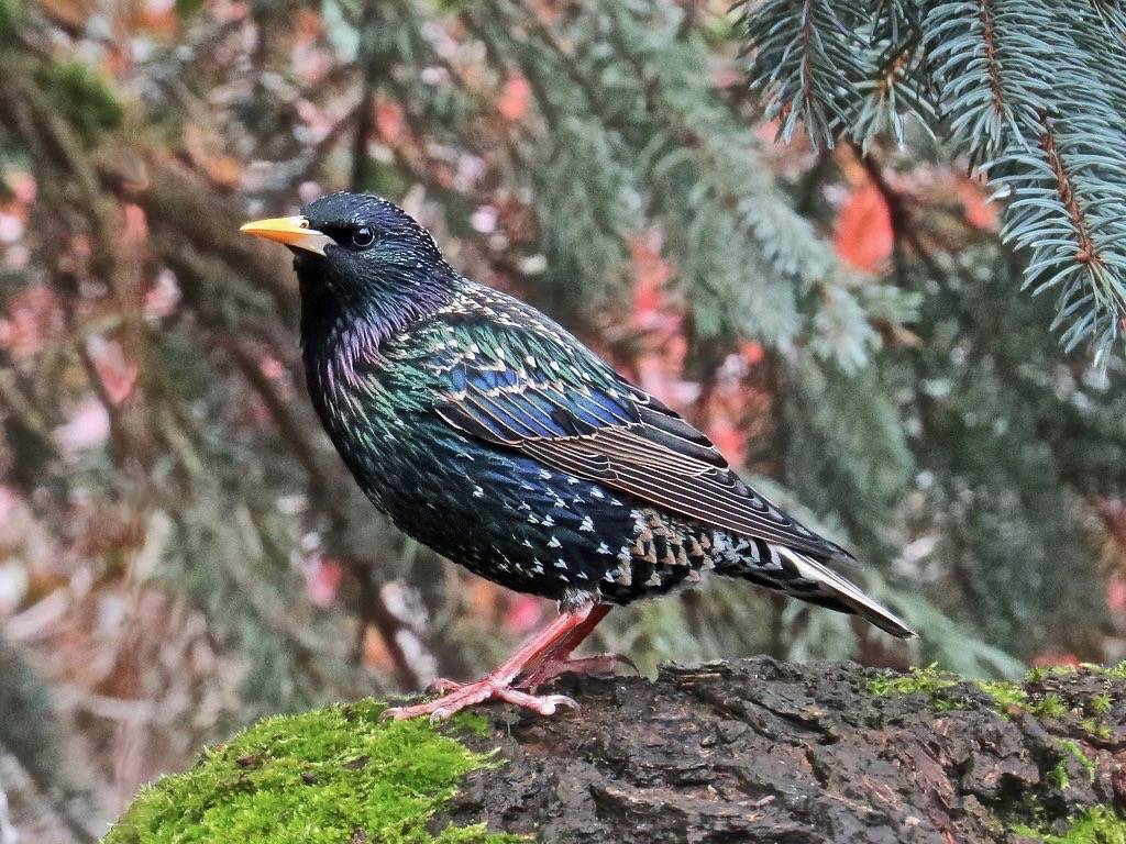 European Starling by Birdman of Beaverton is licensed under CC BY-NC-SA 2.0